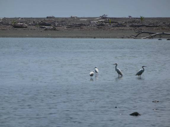 Garças na foz do rio Sirena, no Parque Nacional Corcovado, na Península de Osa, no sul da Costa Rica